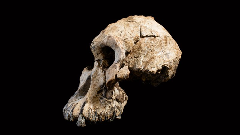 The new A. anamensis fossil.